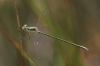 IMG_1466 Lestes virens vestalis